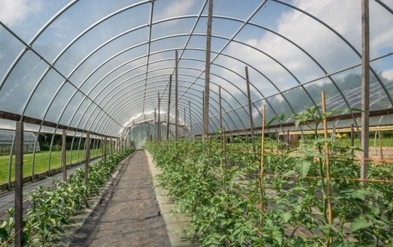 Film di gocciolamento anti- d'annebbiamento anti- DMG95 di For Agricultural Plastic dell'agente dell'additivo di plastica di FSSC