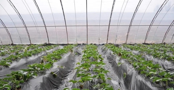 Film di gocciolamento anti- d'annebbiamento anti- DMG95 di For Agricultural Plastic dell'agente dell'additivo di plastica di FSSC