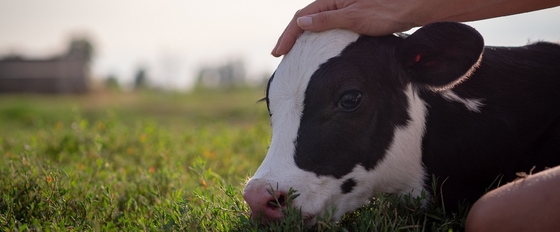 142-18-7 monolaurato glicerilico GML dell'additivo alimentare del laurato animale di Glyceyl