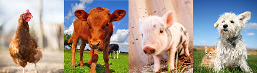 142-18-7 monolaurato glicerilico GML dell'additivo alimentare del laurato animale di Glyceyl