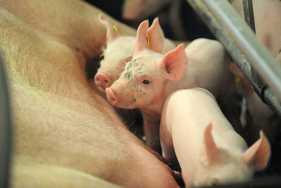 Polvere glicerilica di Alpha Monolaurin GML di monolaurato degli additivi alimentari