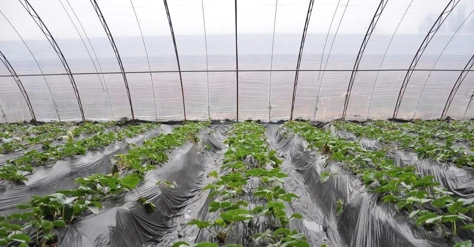 Film di gocciolamento anti- d'annebbiamento anti- DMG95 di For Agricultural Plastic dell'agente dell'additivo di plastica di FSSC